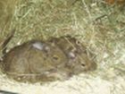 Degus