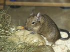 Degus