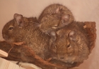 Degus